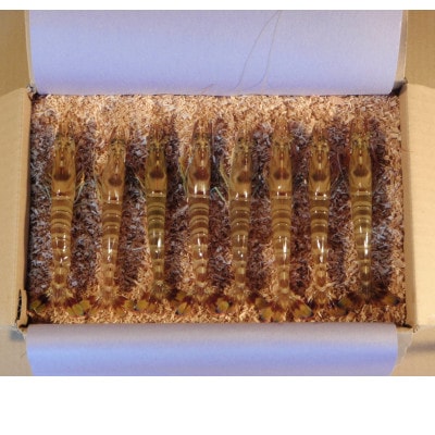 愛媛県瀬戸内海産　いきな車えび 約300g(10～15尾)【配送不可地域：離島・北海道・沖縄県・東北・関東・信越、北陸・東海・九州】