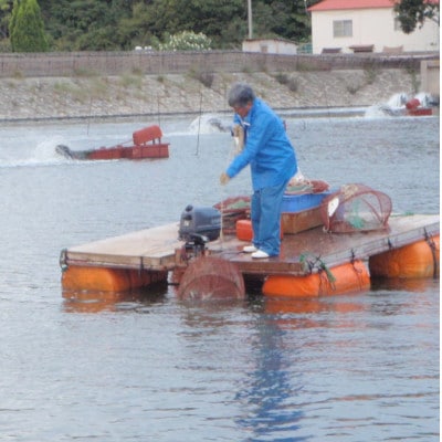 急速冷凍活きな車えび【無頭8～10尾(約140g)×2袋セット】【配送不可地域：離島】