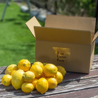 愛媛　ブルーレモンファームの木なり越冬完熟訳ありレモン 約3kg　【冷蔵便】期間・数量限定【配送不可地域：離島】