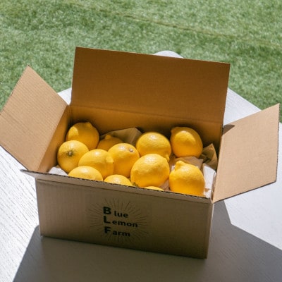 愛媛　ブルーレモンファームの訳ありレモン　1kg　【冷蔵便】期間・数量限定【配送不可地域：離島】