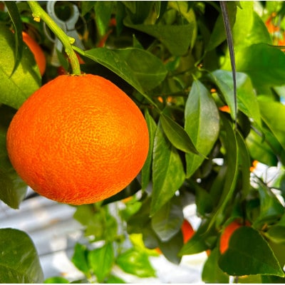 【贈答用】シュガーファームのハウスまどんな4kg