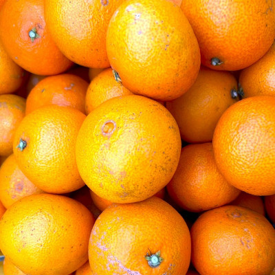 【12月上旬～順次発送】【訳あり】シュガーファームのまどんな5kg