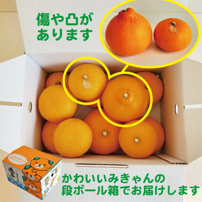 愛媛　ブルーレモンファームのせとか　2.5kg　サイズ混合【数量限定】