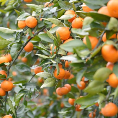 愛媛　ブルーレモンファームのごくしぼりみかんジュース　1L　6本