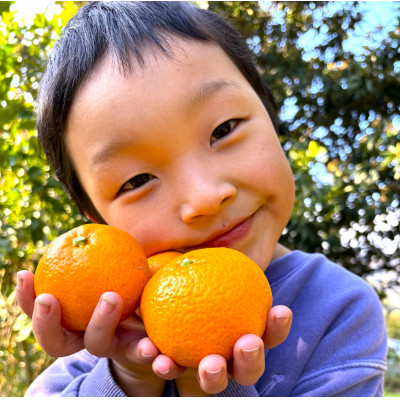 愛媛 シュガーファーム 丸搾り みかんジュース ストレート1000ml×4本