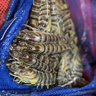 急速冷凍活きな車えび(無頭)〔冷凍くるまえび無頭8～10尾(140g)×4袋〕【配送不可地域：離島】