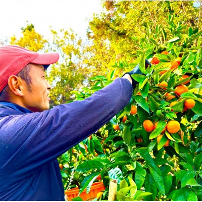 愛媛 シュガーファーム 丸搾り みかんジュース ストレート1000ml×2本