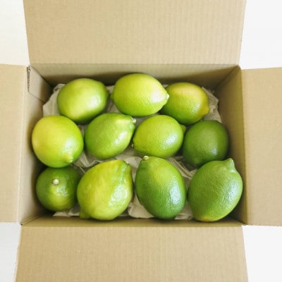 愛媛　ブルーレモンファームのハウス栽培レモン　約1.5kg　【2024年11月中旬～順次発送】