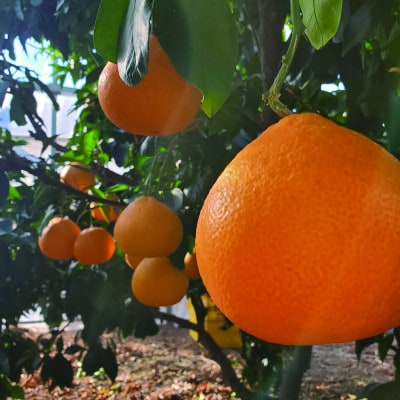 岩城まどんな 約3kg　ご家庭用 ※紅まどんなと同品種