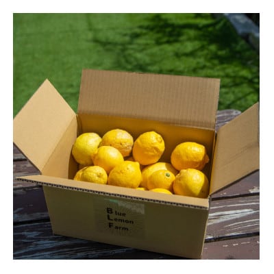 愛媛　ブルーレモンファームの木なり越冬完熟訳ありレモン 約3kg　【冷蔵便】期間・数量限定【配送不可地域：離島】