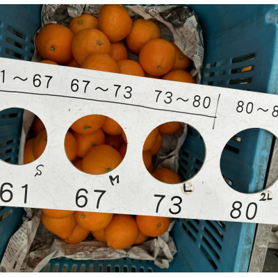 【12月上旬～順次配送】【訳あり】シュガーファームのまどんな3kg サイズミックス