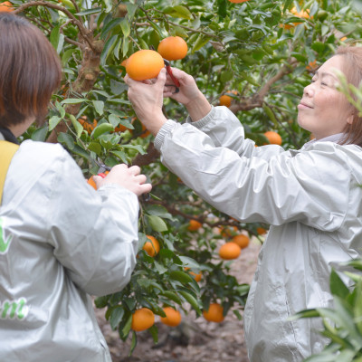 愛媛　ブルーレモンファームのせとか　2.5kg　サイズ混合【数量限定】