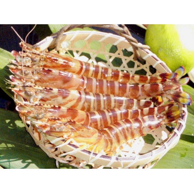 急速冷凍活きな車えび(無頭)〔冷凍くるまえび無頭8～10尾(140g)×4袋〕【配送不可地域：離島】