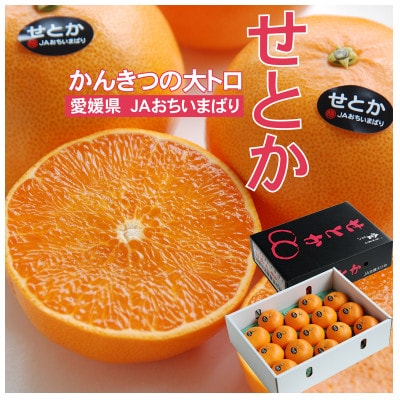 【先行受付】せとか　化粧箱　3L～Lサイズ　10～15玉　愛媛県　JAおちいまばり