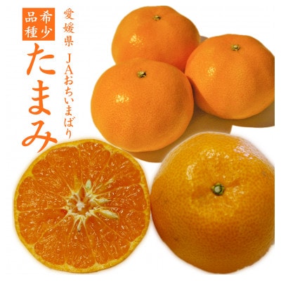 【先行受付】たまみ　L～Sサイズ　2.5kg　愛媛県　JAおちいまばり