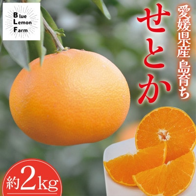 愛媛　ブルーレモンファームのせとか　2kg【数量限定】