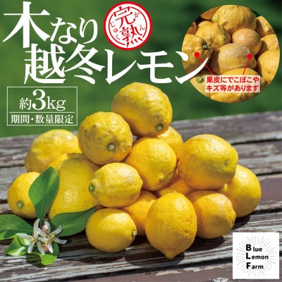 愛媛　ブルーレモンファームの木なり越冬完熟訳ありレモン 約3kg　【冷蔵便】期間・数量限定【配送不可地域：離島】