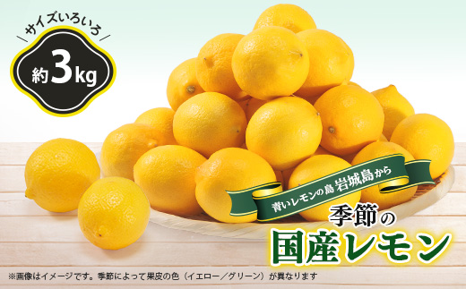 青いレモンの島　レモン約3kg