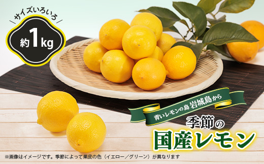青いレモンの島　レモン約1kg【お試しセット】