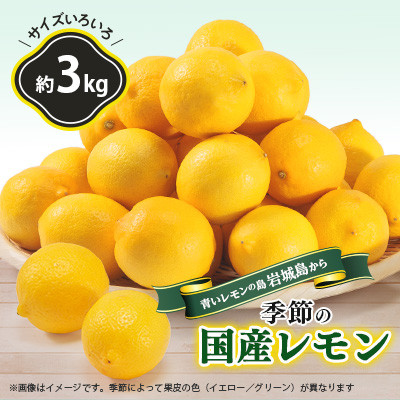 【7月出荷】　貯蔵蔵出し国産レモン約3kg(冷蔵便発送)※サイズはS玉～2L玉のいずれか、混載【配送不可地域：離島】