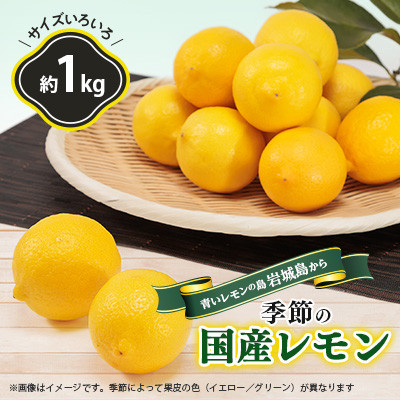 【7月出荷】青いレモンの島　貯蔵蔵出しレモン約1kg【お試しセット】(冷蔵便発送)【配送不可地域：離島】