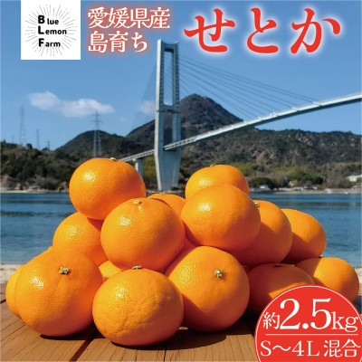 愛媛　ブルーレモンファームのせとか　2.5kg　サイズ混合【数量限定】