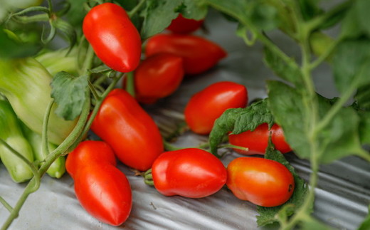 イタリアントマト『リゼルバ』2kg＜先行予約＞ | 愛媛県 久万高原町 イタリアン トマト リゼルバ サンマルツァーノ 料理 ピザ パスタ ソース用 スープ 煮込み用 加熱用 炒め物 サラダ ※北海道・沖縄・離島への配送不可 ※2025年7月下旬頃より順次発送予定