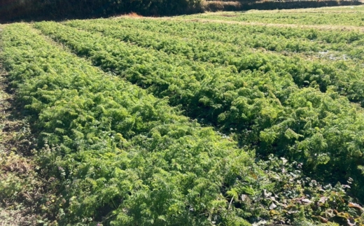 【産地直送】【先行予約】モルックサイズ！？ 特大にんじん（紅奏）2kg ｜ 人参 ニンジン ニンジンジュース 有機 JAS 高原野菜 久万高原町 ※離島への配送不可 ※2026年12月上旬～2027年2月上旬頃に順次発送予定