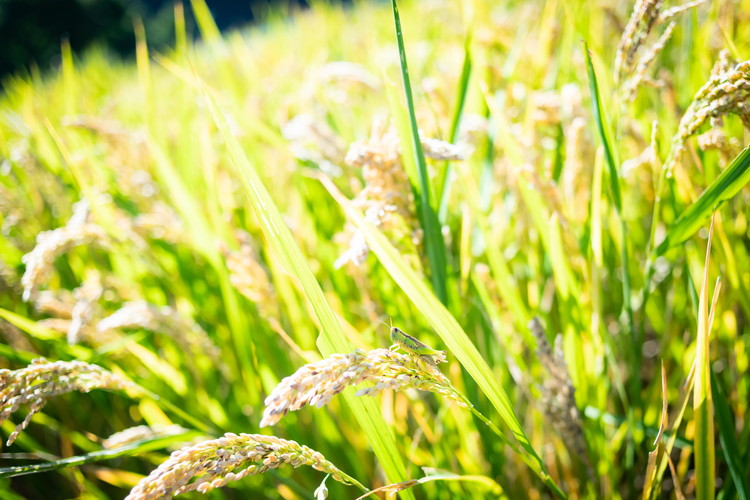 【R7年産新米】石墨清流米 特別栽培米 コシヒカリ 5kg ｜ 減化学肥料 減農薬 令和7年度産 愛媛県久万高原町 米 ※離島への配送不可 ※2025年10月上旬頃より順次発送予定