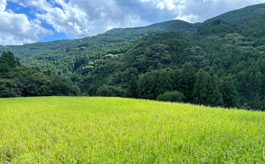 コシヒカリ 精米5kg 令和7年産 ｜ 久万高原町 米 新米 お米 こめ コメ 愛媛 ※2025年9月下旬頃より順次発送予定 ※離島への配送不可