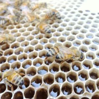 【百花蜜】天然 はちみつ 高原の恵み「山の蜜」1kg ｜ 国産 蜂蜜 愛媛県 久万高原町 純粋 100% 非加熱 無調整 採れたて 高糖度 ハニー 朝食 トースト ヨーグルト 健康食 栄養豊富 手土産 お取り寄せ ナチュラル 食品 特産品 産地直送