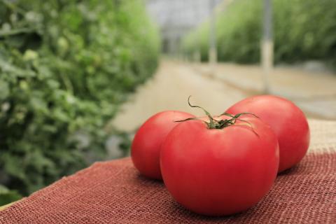 【無添加】久万高原町産トマトジュース「赤の元気」12本セット(夏穫れ赤ラベル12本) ｜トマト とまと ジュース トマトジュース 無添加 無添加ジュース トマト産地 自然栽培 野菜 リコピン 濃縮 安心 安全 旬 贅沢 エコ栽培 桃太郎トマト 酸味 甘味 乾燥 清流 料理 農園 トマト農園 旨み 減農薬 低化学肥料 高原 栄養たっぷり まるごと使用 スープ 煮込み 煮込み料理 新鮮 愛媛 久万高原町 ※着日指定不可 ※離島への配送不可