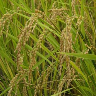 【R7年産新米】愛媛県 久万高原町 コシヒカリ10kg（5kg×2袋）なかた農園｜お米 コメ こめ 令和7年産 5kg 10kg 精米 ご飯 ごはん 朝食 昼食 家庭用 ※2025年10月上旬頃より順次発送予定 ※離島への配送不可