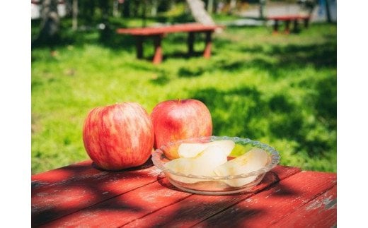 りんご陽光中箱（4～5kg） 10～12個入り ｜ 正岡観光りんご園 愛媛県 久万高原町産 りんご リンゴ 林檎 くだもの 果物 フルーツ 旬 ※2025年10月上旬～10月下旬頃に順次発送予定