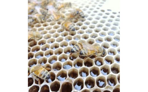 【百花蜜】天然 はちみつ 高原の恵み「山の蜜」500g ｜ 国産 蜂蜜 愛媛県 久万高原町 純粋 100% 非加熱 無調整 採れたて 高糖度 ハニー 朝食 トースト ヨーグルト 健康食 栄養豊富 手土産 お取り寄せ ナチュラル 食品 特産品 産地直送