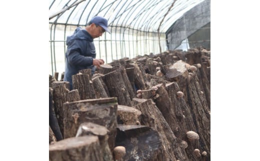 旨味上乗せ！　原木しいたけパウダー　35g×2P