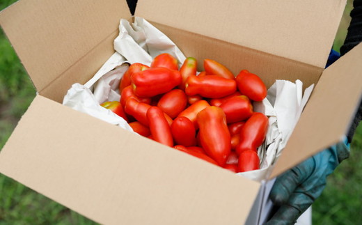 イタリアントマト『リゼルバ』2kg＜先行予約＞ | 愛媛県 久万高原町 イタリアン トマト リゼルバ サンマルツァーノ 料理 ピザ パスタ ソース用 スープ 煮込み用 加熱用 炒め物 サラダ ※北海道・沖縄・離島への配送不可 ※2025年7月下旬頃より順次発送予定