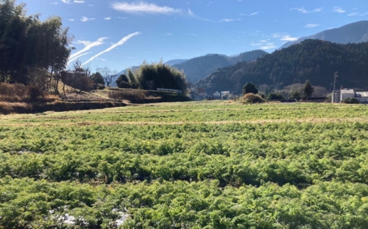 【産地直送】【先行予約】モルックサイズ！？ 特大にんじん（紅奏）5kg ｜ 人参 ニンジン ニンジンジュース 有機 JAS 高原野菜 久万高原町 ※離島への配送不可 ※2026年12月上旬～2027年2月上旬頃に順次発送予定