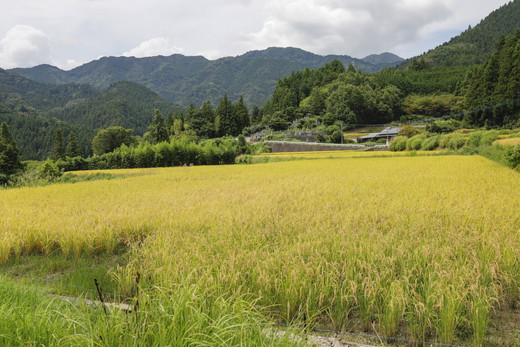 【R7年産】愛媛県 久万高原町 コシヒカリ5kg 精米 ｜ お米 コメ こめ 令和7年産 5kg ご飯 ごはん 朝食 昼食 家庭用 ※北海道・沖縄・離島への配送不可