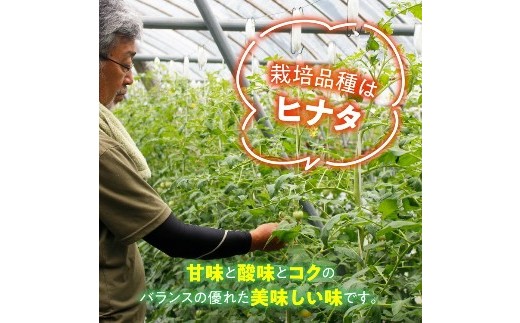 トマト 家庭用 そのままでも 美味しい 【石墨清流トマト】糖度9～11度 久万高原町　※離島への配送不可 ※2025年7月下旬頃より順次発送予定