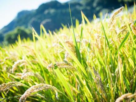 特別栽培米「久万高原清流米」令和6年コシヒカリ(5kg)×3袋セット｜米 お米 白米 ご飯 ごはん 白ご飯 ライス 自然栽培 コシヒカリ こしひかり 食物繊維 米作り 銘柄 贅沢 おすすめ 料理 香り 特別栽培米 減農薬 低化学肥料 品質 美味しい 食生活 健康食品 安心 安全 食卓 食事 ギフト 愛媛 久万高原町