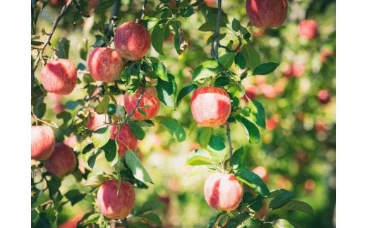 りんご陽光中箱（4～5kg） 10～12個入り ｜ 正岡観光りんご園 愛媛県 久万高原町産 りんご リンゴ 林檎 くだもの 果物 フルーツ 旬 ※2025年10月上旬～10月下旬頃に順次発送予定