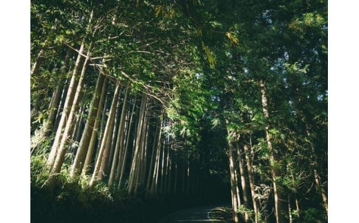 森からのおくりもの　久万高原町産「木製スマートフォン・スピーカースタンド」1個