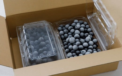 冷凍 ブルーベリー 大粒 1kg (500g×2パック) 5種類ミックス | 国産 愛媛県 久万高原町 農園直送 栽培期間中 農薬不使用 果実 フルーツ 果物 くだもの 朝食 ヨーグルト スムージー ビタミンC 食物繊維 長期保存