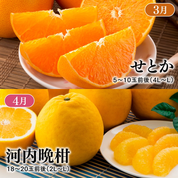 【定期便】【愛媛県共通返礼品】愛媛のかんきつ定期便（全6回）（日の丸みかん・紅まどんな・伊予柑・不知火・せとか・河内晩柑) ｜ みかん 蜜柑 日の丸みかん 紅まどんな 伊予柑 不知火 デコポン せとか ※2025年11月下旬～2026年4月下旬頃に毎月1回発送