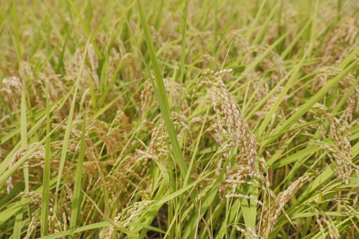 【R7年産】愛媛県 久万高原町 コシヒカリ10kg 精米 ｜ お米 コメ こめ 令和7年産 10kg ご飯 ごはん 朝食 昼食 家庭用 ※北海道・沖縄・離島への配送不可