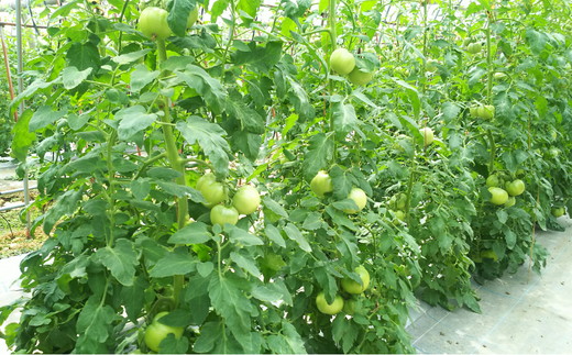 久万高原トマト 4kg 朝露に輝く 清流育ち【桃太郎トマト】久万高原町｜特別栽培 エコえひめの認証 トマト とまと トマト産地 産地直送 ソース ジュース 自然栽培 野菜 安心 安全 旬 贅沢 酸味 甘味 料理 旨み 風味豊か スープ 煮込み 新鮮 アレンジ 美味しい 人気 おすすめ 贈答 ギフト プレゼント 愛媛 ※離島への配送不可 ※2025年7月中旬頃より順次発送予定