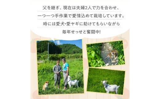 訳あり トマト 8kg そのままでも 美味しい 【石墨清流トマト】糖度9～11度 久万高原町 トマトソース｜トマト とまと 自然栽培 野菜 カレー トマトソース 濃縮 ヒナタ 安心 酸味 甘味 清流 料理 農家 トマト農家 旨み サンドイッチ サンドウィッチ 新鮮 煮込み 煮込み料理 アレンジ 美味しい 手作業 人気 ギフト プレゼント 自然 小長谷勝也 愛媛 久万高原町 ※離島への配送不可 ※2025年7月下旬頃より順次発送予定