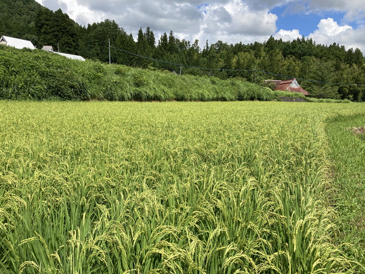 【R7年産新米】石墨清流米 特別栽培米 コシヒカリ 10kg ｜ 減化学肥料 減農薬 令和7年度産 愛媛県久万高原町 米 ※離島への配送不可 ※2025年10月上旬頃より順次発送予定