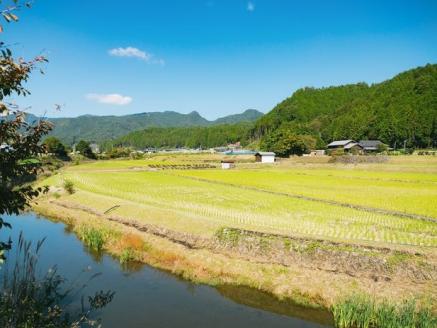 特別栽培米「久万高原清流米」令和6年コシヒカリ(5kg)×3袋セット｜米 お米 白米 ご飯 ごはん 白ご飯 ライス 自然栽培 コシヒカリ こしひかり 食物繊維 米作り 銘柄 贅沢 おすすめ 料理 香り 特別栽培米 減農薬 低化学肥料 品質 美味しい 食生活 健康食品 安心 安全 食卓 食事 ギフト 愛媛 久万高原町